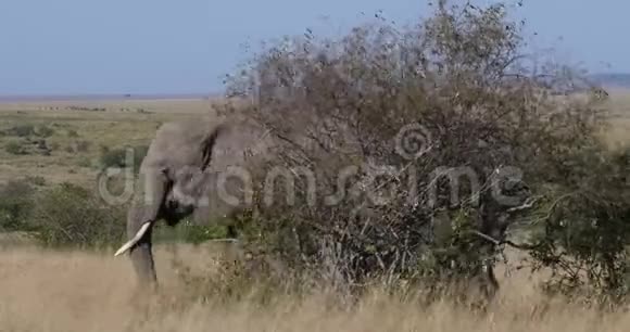 非洲象非洲象母象和小牛哺乳肯尼亚马赛马拉公园实时视频的预览图