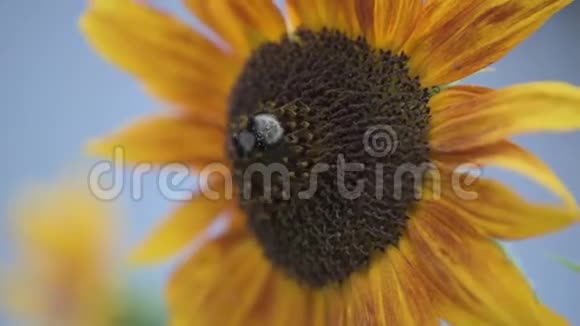 花园里的向日葵和大黄蜂视频的预览图