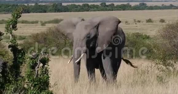 非洲象非洲象成人穿过热带草原吃草肯尼亚马赛马拉公园实时视频的预览图