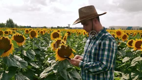 农夫用智能手机对着向日葵种植园说话视频的预览图