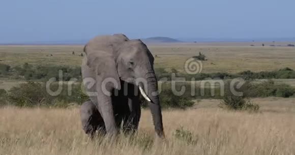 非洲象非洲象母象和小牛哺乳肯尼亚马赛马拉公园实时视频的预览图