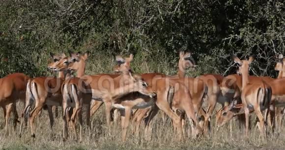 黑斑羚黑斑羚雌性肯尼亚马赛马拉公园古林实时视频的预览图