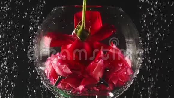 水族馆和红色玫瑰进入水中黑色背景上有气泡新鲜的玫瑰在闪闪发光的水中特写镜头视频的预览图
