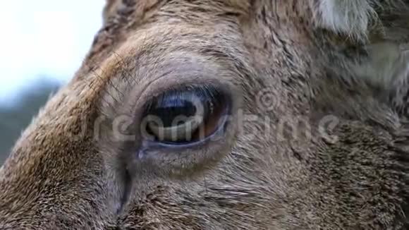 休养鹿的眼睛特写视频的预览图