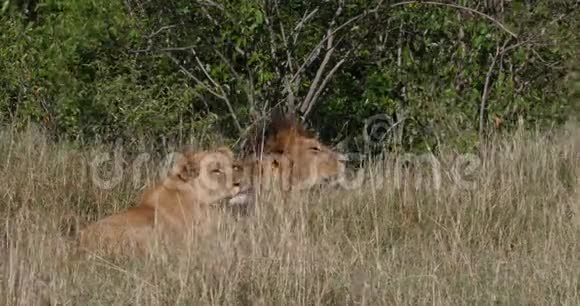 非洲狮子潘特拉狮子一对站在干草肯尼亚内罗毕公园实时视频的预览图