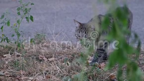 凶猛的流浪猫从灌木丛中溜出来视频的预览图