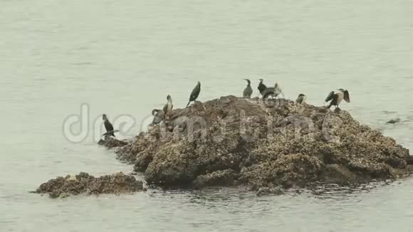 大量海鸥正坐在水面上一些海鸥在空中飞翔视频的预览图