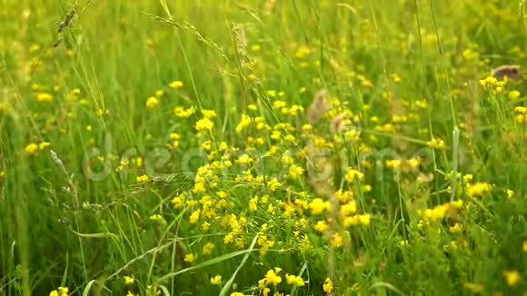 日落时分黄色的野花在草地上的绿草中摇摆视频的预览图