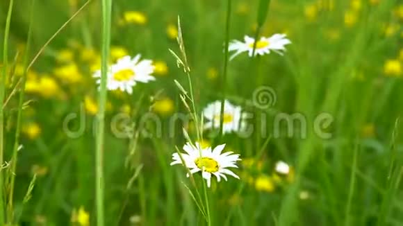 在一个阳光明媚的夏天野花洋甘菊和白色花瓣生长在草地上茂密的绿草中视频的预览图