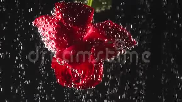 在波光粼粼的水下在黑色的背景下有着美丽的红色芳香玫瑰宏观拍摄闭合视频的预览图