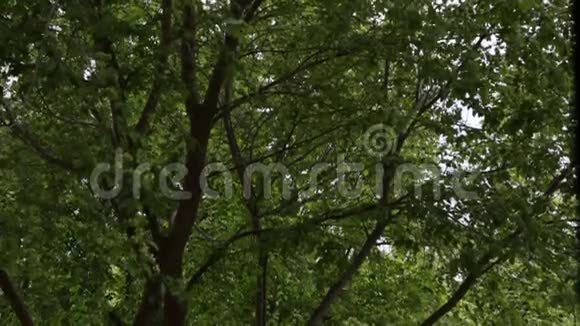 绿树成荫树枝在风中摇曳视频的预览图