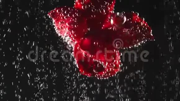 黑色背景下的水中有气泡的单瓣红花水下美景花卉概念视频的预览图