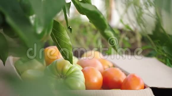 装有新鲜收获的西红柿和黄瓜的盒子理念有机生态养殖视频的预览图