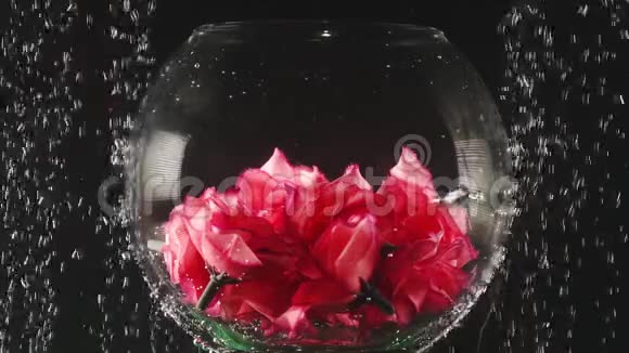 透明圆碗内有人工花在水下的黑色背景上水下美景视频的预览图