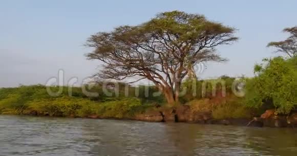 巴林戈湖景观森林肯尼亚实时视频的预览图