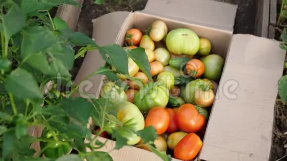 女人手正在温室里把西红柿放进一个盒子里概念有机生态农业视频的预览图