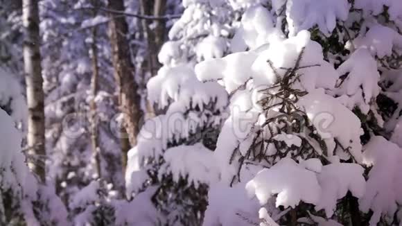 白雪森林视频的预览图