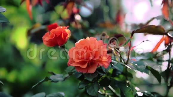 风中的橙色玫瑰视频的预览图