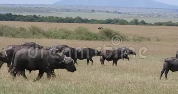 非洲水牛角牛牧群站在大草原马赛马拉公园在肯尼亚实时视频的预览图
