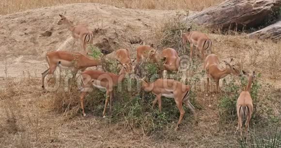 Impalaamelampus一群女性吃灌木肯尼亚马赛马拉公园实时视频的预览图