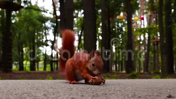 红松鼠在路上的森林里吃核桃特写镜头视频的预览图