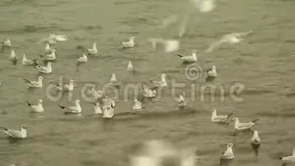 大量海鸥正坐在水面上一些海鸥在空中飞翔视频的预览图