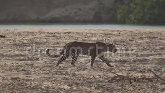 豹在河边的沙滩上行走视频的预览图