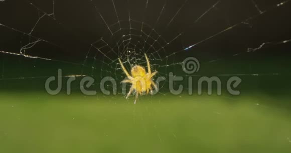 蜘蛛在网上的风和日丽的夏季天气拍摄在洛瓦镜头视频的预览图