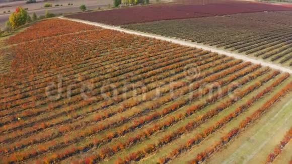 浆果田农业的空中镜头蓝莓种植园顶部视图视频的预览图
