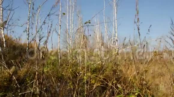 地球的肺古老的欧洲沼泽白俄罗斯的沼泽时光流逝视频的预览图