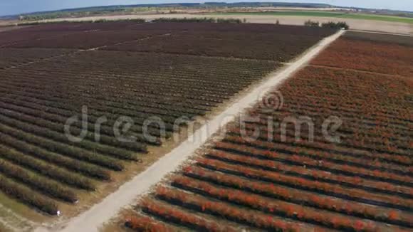 秋天空中飞过一排排蓝莓灌木丛秋色浆果红色勃艮第医生的录像视频的预览图