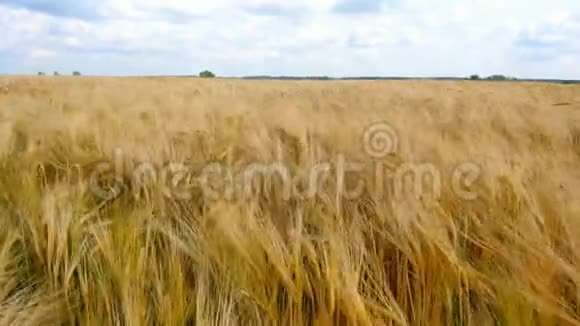 面包和农业的概念小麦作物在蓝天的映衬下在田野上飞舞琥珀色的麦浪视频的预览图