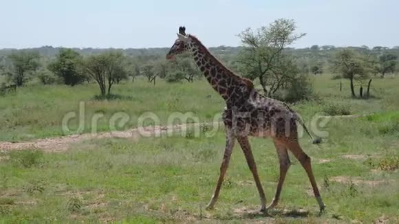 漂亮的年轻长颈鹿在非洲的草原上与灌木和荆棘漫步视频的预览图
