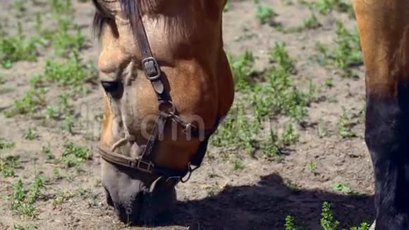 靠近一匹正在吃草的马的头视频的预览图
