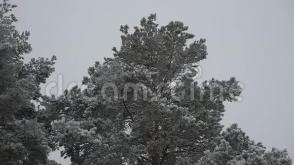 冬天在森林里下雪柔和的圣诞节早晨下雪在圣诞公园里下雪了视频的预览图