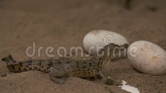 维西里尔动物园小鳄鱼在鸡蛋上爬行视频的预览图