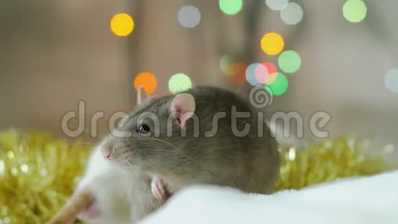 老鼠新年的象征视频的预览图