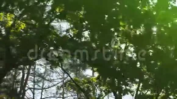 夏季森林的叶子阳光从树上漏出来日出时在森林路旁移动视频的预览图