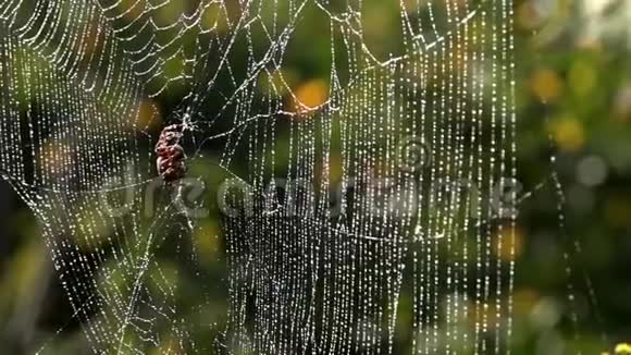 轻风晨曦中露一只掠夺性的蜘蛛在潮湿的网中埋伏视频的预览图
