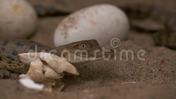 哥伦比亚鸡蛋壳附近的奥里诺科鳄鱼宝宝视频的预览图