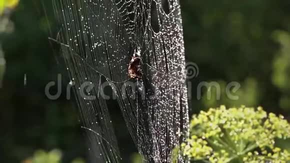轻风晨曦中露一只掠夺性的蜘蛛在潮湿的网中埋伏视频的预览图