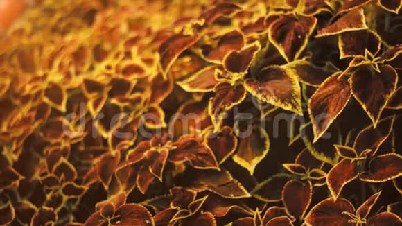 油菜布卢梅花黄色和红色的房子植物花园里的花镜头视频的预览图
