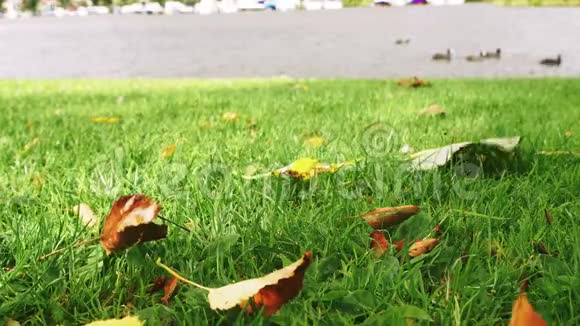 秋天的黄叶落在公园的绿草上视频的预览图