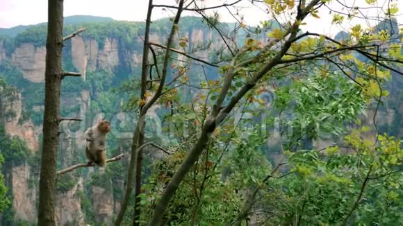 猴子坐在一棵树上在落基山脉上搜寻背景视频的预览图