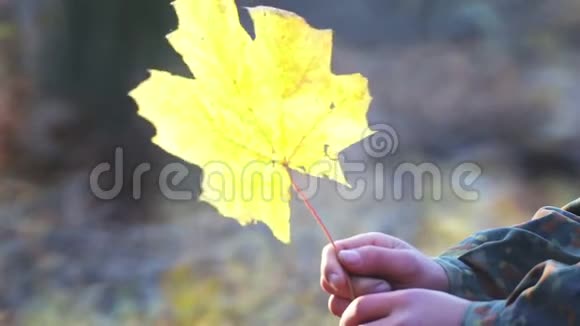 少年童子军手里拿着一片秋叶视频的预览图