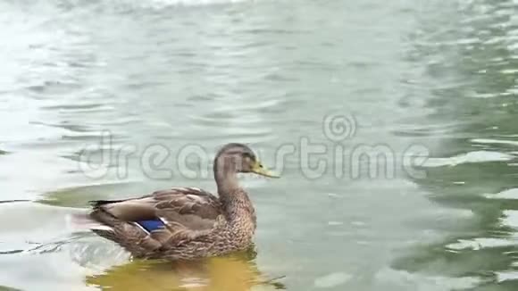 一只鸭子站在湖中的石头上缓慢地清理羽毛视频的预览图