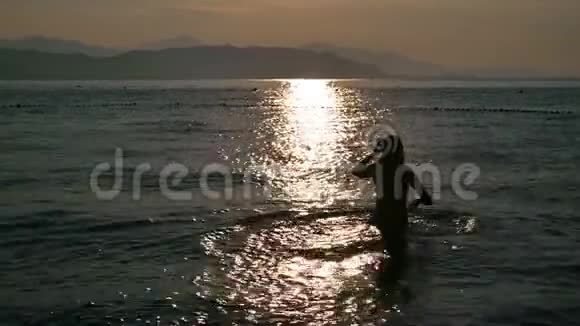 日出时穿着黑色泳衣的漂亮女孩在海里游泳视频的预览图