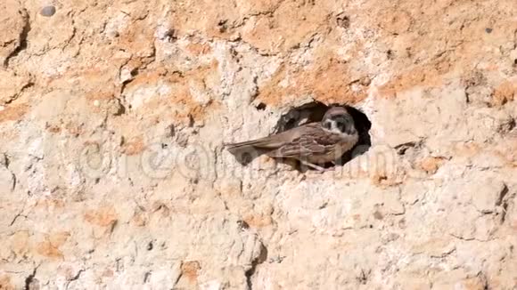 欧亚树麻雀走过的蒙塔努斯洞里有小鸡视频的预览图