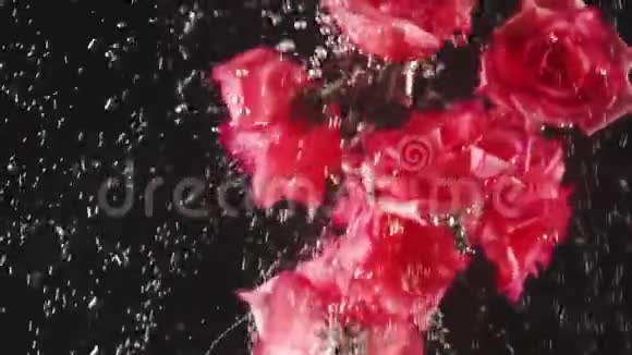 红色玫瑰花蕾在黑色背景上溅入水中飘落在水中的鲜花有机的慢动作视频的预览图