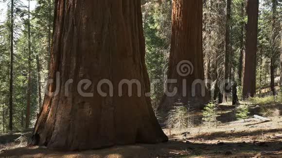 约塞米蒂国家公园巨大红杉林视频的预览图
